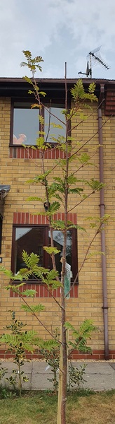 Top of our new tree snapped off, help!