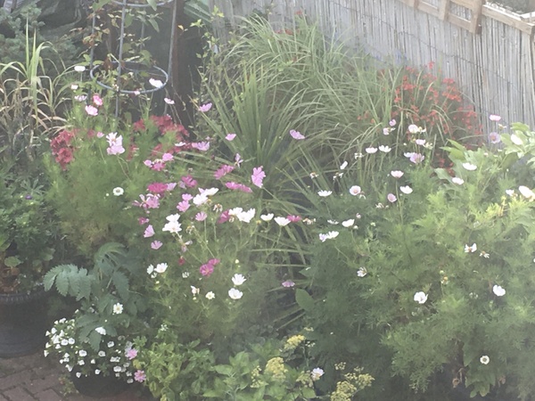 Non-flowering cosmos woes