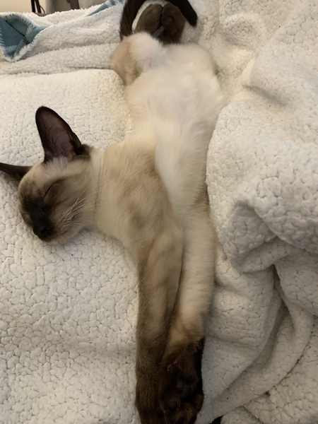 Kitten grooming