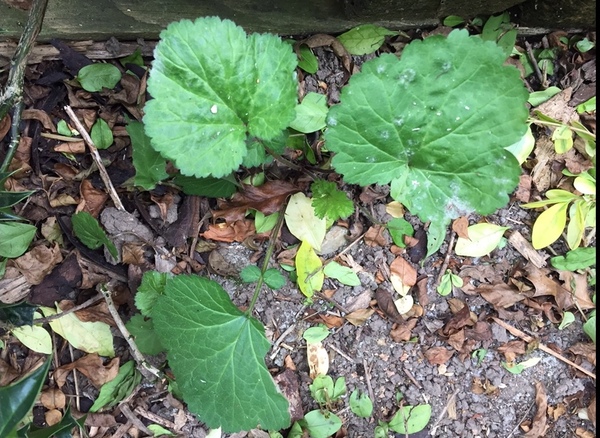 Plant id please