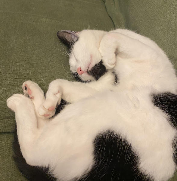 Sleeping cats are like sleeping children.....