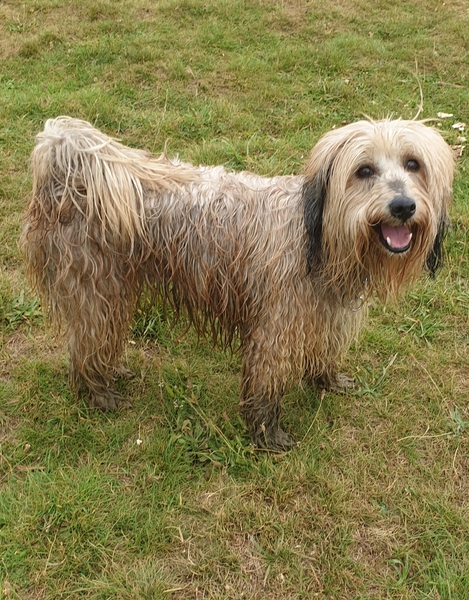 show me your dogs!