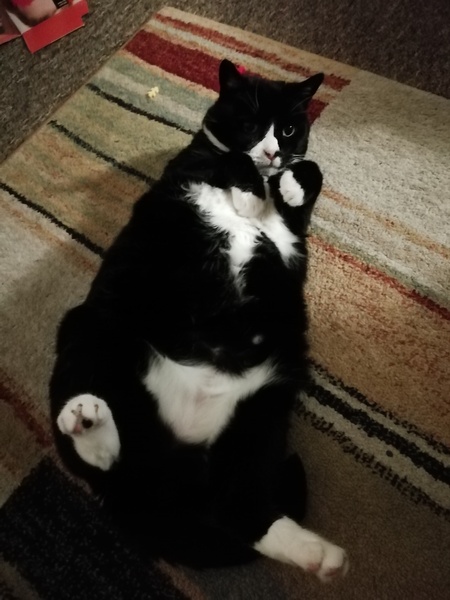 My beautiful girl passed away