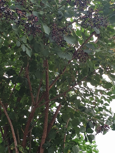 What is this tree?