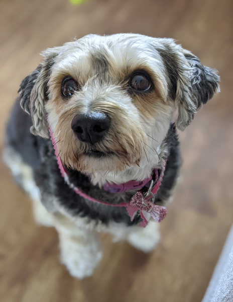 show me your dogs!