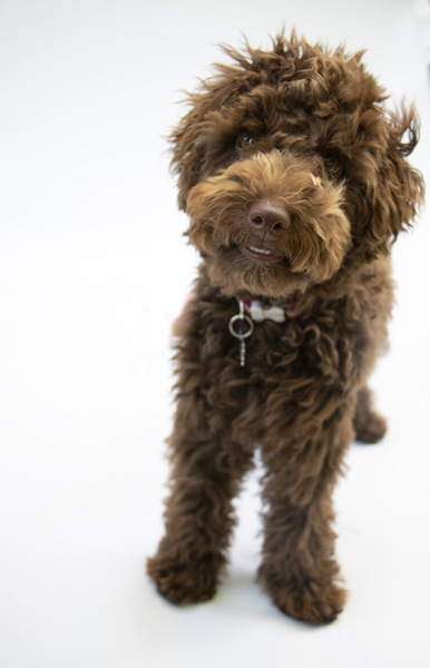 Puppy survival thread! July/August! Roll up!
