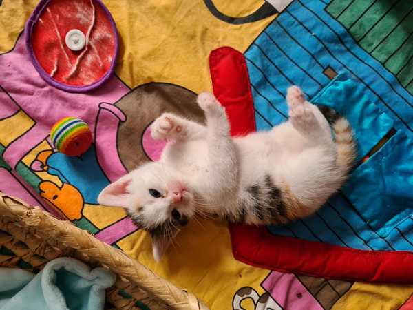 CATS NAME