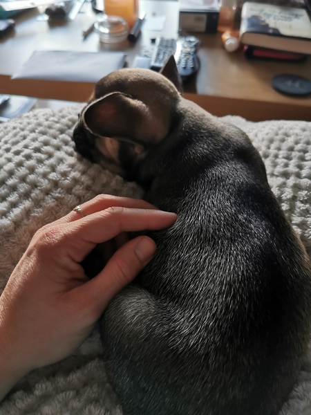 Puppy survival thread! July/August! Roll up!
