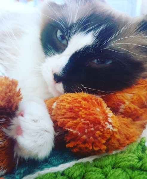 What's your DCat up to today? (Thread 8)