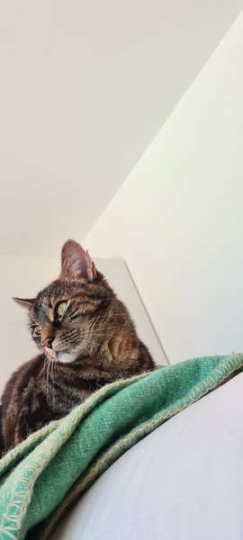 Westminstenders: Run Forrest Run