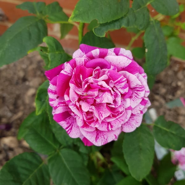 David Austin Rose Obsession