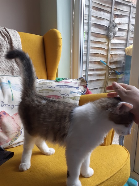 Is our cat a Norwegian forest cat?