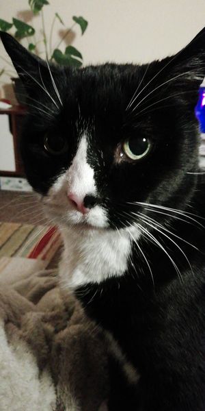 The Litter Tray Memorial Thread