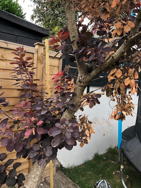Does our beloved smoke tree have smoke Verticillium Wilt?