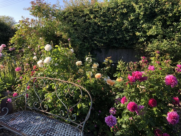 David Austin Rose Obsession
