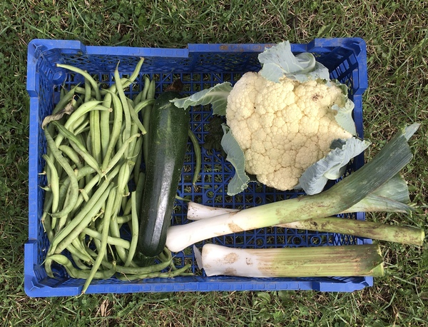 Allotment/Veg Patch Thread 16  Weather weirdness prevails !