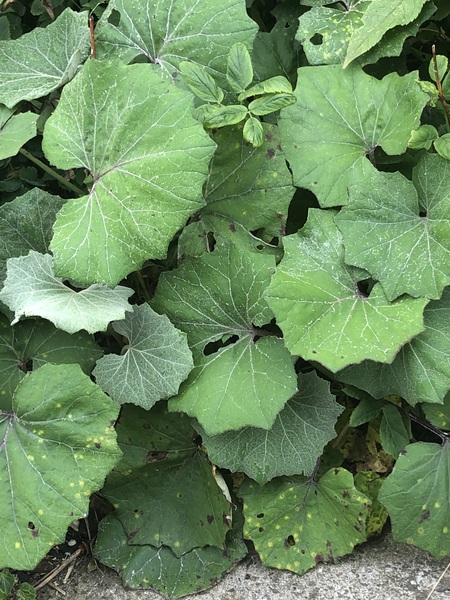Can anyone identify this please?!