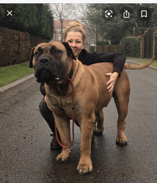 If you was to recommend a ‘guard dog’ which breed would it be?