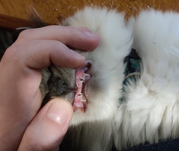 Kitten retaining baby teeth.