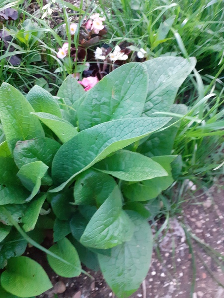 What are these horrid aggressive plants ?