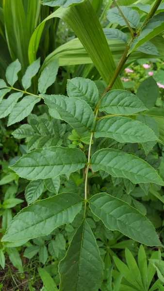 Plant/ tree identification please