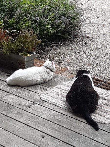 What's your DCat up to today? (Thread 8)