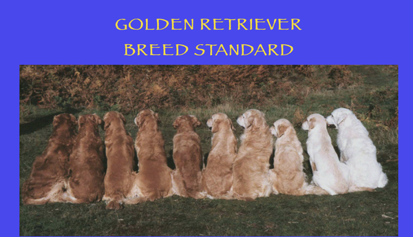 Golden Retrievers question