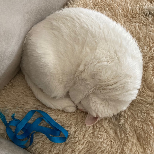 Favourite cat toys