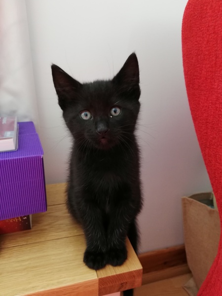 Help me name my kitten!