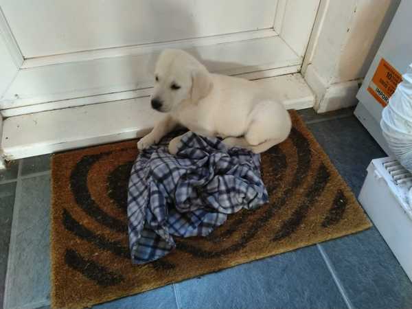 Puppy survival thread! July/August! Roll up!