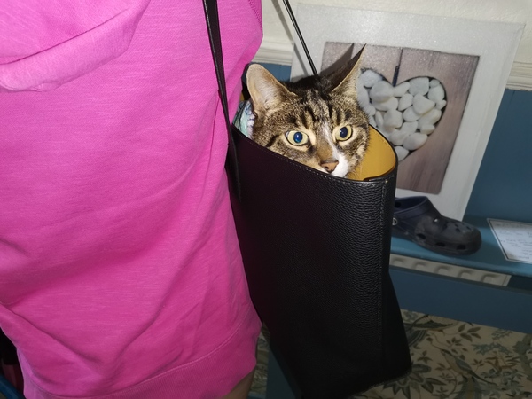 I think there might be a cat in the window