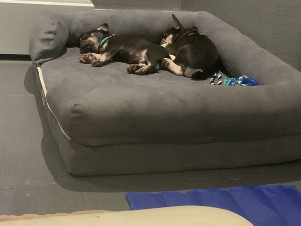 Puppy survival thread! July/August! Roll up!