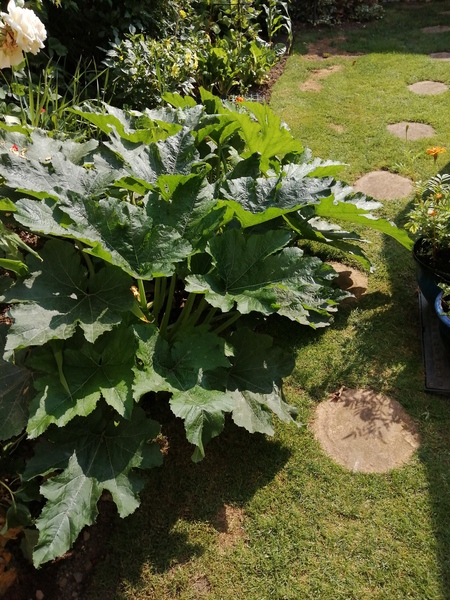 Courgettes