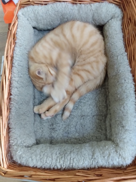 Photo thread for kittens!
