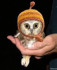 To kill the owl babies?