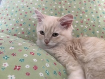 Kitten spam - pics attached and names needed!