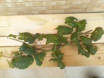 Blackberry leaf problems