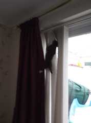 Kitten spam - pics attached and names needed!