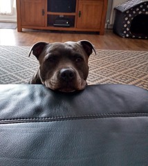 show me your dogs!