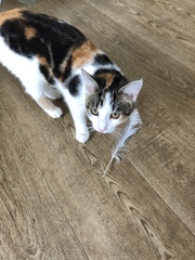 The mighty hunter