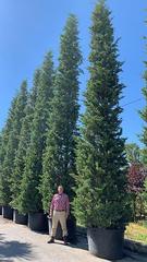 What's wrong with my Cypress Trees? (Pics)