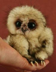 To kill the owl babies?