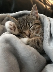 Our cat was killed this morning