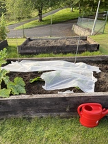 Allotment/Veg Patch Thread 16  Weather weirdness prevails !