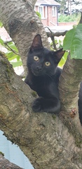 Photo thread for kittens!