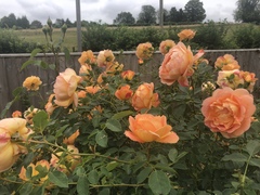 David Austin Rose Obsession