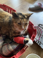 I think my baby is poorly :(
