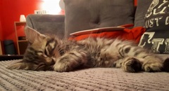 Photo thread for kittens!