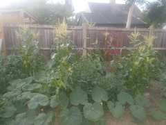 Allotment/Veg Patch Thread 16  Weather weirdness prevails !