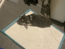 Puppy survival thread! July/August! Roll up!
